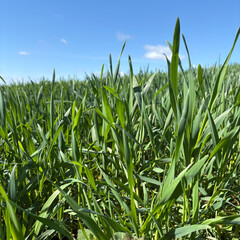 Obraz premium Crop of Winter Wheat in early April, North Yorkshire, England, United Kingdom
