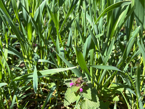 Crop of Winter Wheat with a red dead nettle , Lamium purpureum, in early April, North Yorkshire, England, United Kingdom