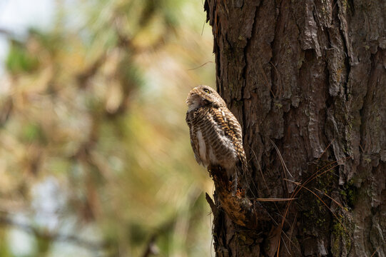 Asian Barred Owlet (Glaucidium cuculoides) perched on a tree branch during the day, displaying its compact body, rounded head, and distinctive barred pattern on the chest and belly. 
