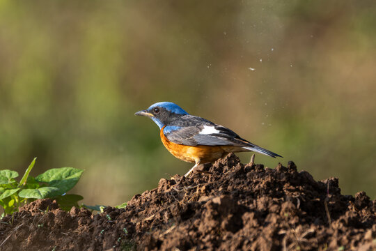Blue-capped Rock-thrush (Monticola cinclorhyncha) foraging on fresh soil, showing its active ground-feeding behavior in a natural habitat. The bird is seen searching for insects