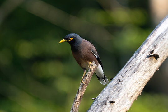 Common Myna (Acridotheres tristis) perched on a tree branch in natural daylight, showing its glossy brown body, black head, bright yellow eye patch, yellow beak, and strong legs.
