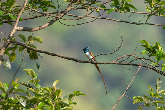 Indian Paradise-flycatcher (Terpsiphone paradisi) rufous morph perched gracefully on a tree branch, displaying its elegant long tail streamers and soft chestnut-orange plumage.