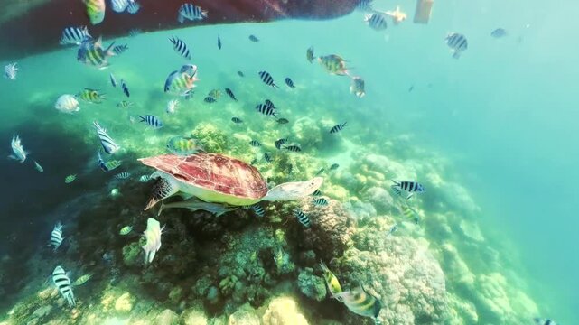 Green sea turtle swimming in coral reef among tropical fish, enjoying the clear blue water during snorkeling excursion in a natural sanctuary in Philippines, Turtle Sanctuary in Port Barton, Palawan