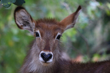 Fototapeta premium Wasserbock / Waterbuck / Kobus ellipsiprymnus