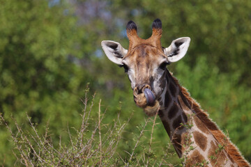 Obraz premium Giraffe / Giraffe / Giraffa camelopardalis