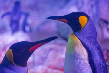 Two colorful king penguins facing each other in a vibrant environment © Holger