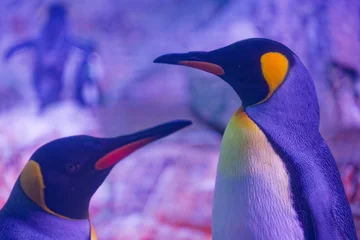 Fototapeten Pinguin Two colorful king penguins facing each other in a vibrant environment  © Holger