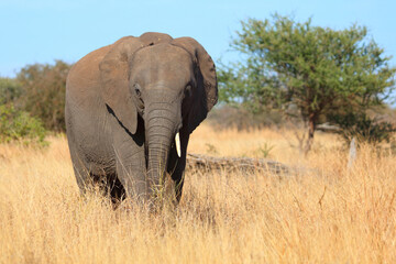 Fototapeta premium Afrikanischer Elefant / African elephant / Loxodonta africana