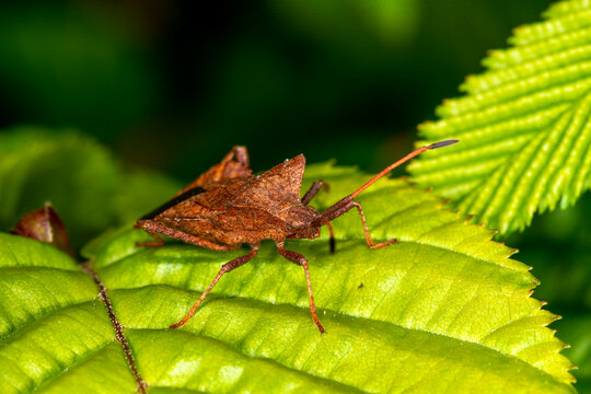 A Dock Bug (Coreus marginatus) in springtime on a hornbeam leaf