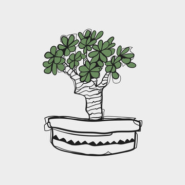 Hand Drawn Doodle Jade Money Tree with Green Leaves in Round Pot Sketch Vector