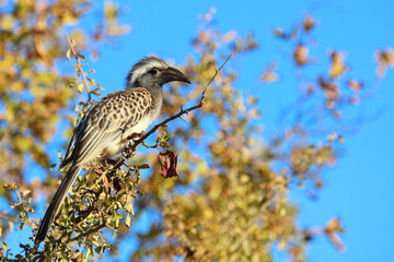 Grautoko / African grey hornbill / Lophoceros nasutus © Ludwig