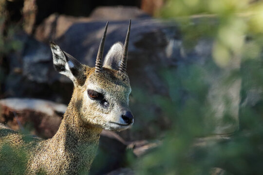 Klippspringer / Klipspringer / Oreotragus oreotragus