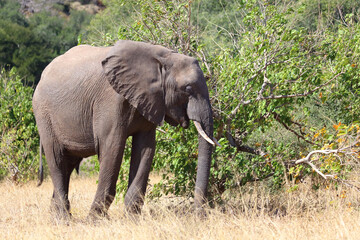 Fototapeta premium Afrikanischer Elefant / African elephant / Loxodonta africana