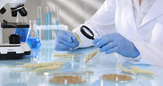 Laboratory testing. Scientist working with wheat spike at glass table indoors, closeup