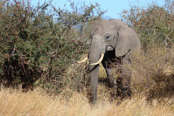 Obraz premium Afrikanischer Elefant / African elephant / Loxodonta africana
