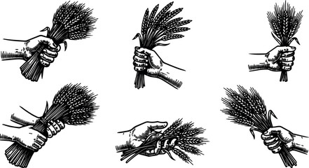 Fototapeta premium Black and white vintage hands holding bundles of wheat grain illustration set