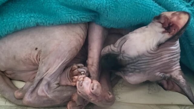 A hairless cat face peeking from a blue soft blanket, unique pet breed, cozy domestic animal scene, wellness lifestyle