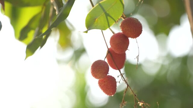 Clusters of ripe red lychees hanging from a tree branch in soft natural sunlight