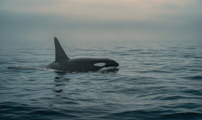 Fototapeta premium Orcinus orca, wild ocean predator, glides smoothly through foggy waters