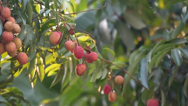 Clusters of ripe red lychees hanging from a tree branch in soft natural sunlight