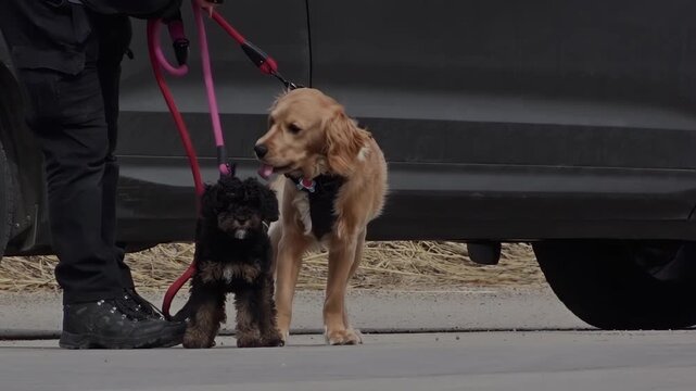 A Golden Retriever and a small black puppy on leashes stand by an owner's legs during an outdoor walk on a sunny day.