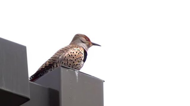 A Northern Flicker woodpecker with spotted plumage perched on a grey metal structure against a bright white sky in a close-up profile view.