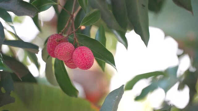 Clusters of ripe red lychees hanging from a tree branch in soft natural sunlight