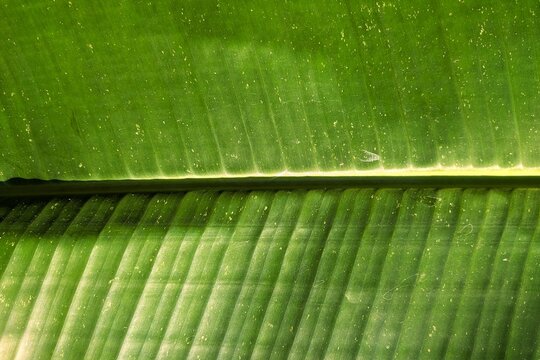 Tropical banana leaf background featuring prominent midrib and linear vein texture.