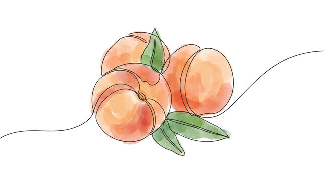 Continuous line art of peaches watercolor style on transparent background.
