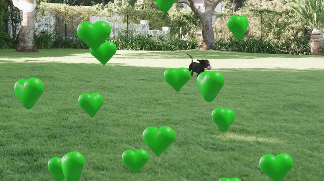 Puppy fetching rope toy and running to camera amid floating green hearts occluding it for marketing