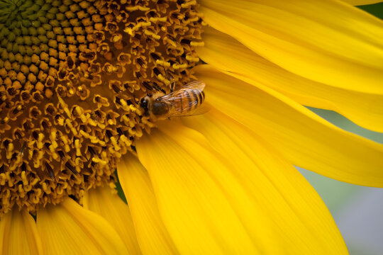 Honey Bee Collecting Pollen on Sunflower Close Up