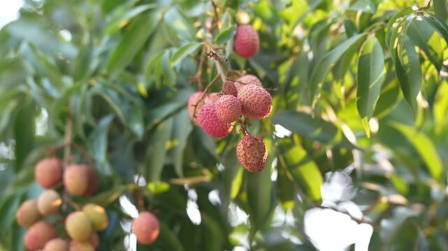 Clusters of ripe red lychees hanging from a tree branch in soft natural sunlight