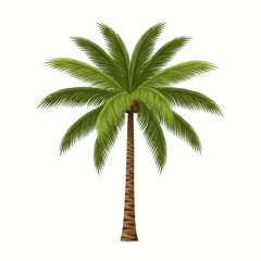 Obraz premium Tropical palm tree vector illustration featuring a tall brown textured trunk and vibrant green pinnate fronds with small brown coconuts, isolated on a white background for design.