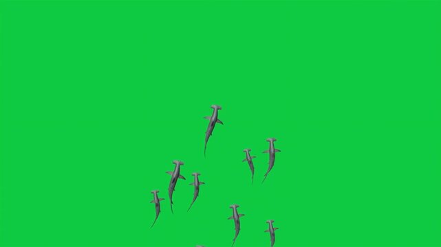 3 Hammerhead Shark School Animation &ndash; Top View - Side View - Underwater Silhouette &ndash; Green Screen Overlay