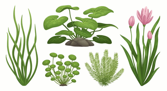 Vector illustration set of aquatic plants featuring tall grass, large green leaves over stones, pink water lilies, pennywort with round leaves, and feathery moss on white.