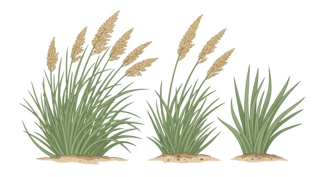Hand-drawn botanical illustration of three clumps of coastal beach grass with long green blades and tan flowering plumes in sandy soil, isolated on a white background.