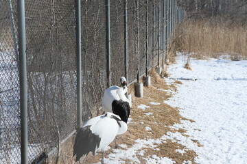 Obraz premium Two red-crowned cranes resting near a fence in winter.