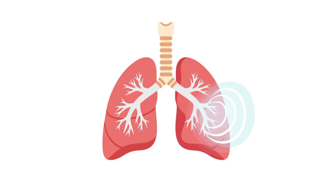 Human lungs with trachea and bronchi.