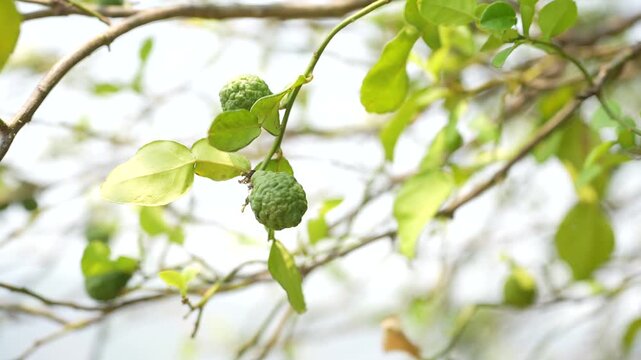A small green kaffir lime hanging from a branch, surrounded by fresh leaves in natural light.