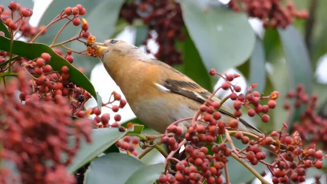 Brambling Bird Perched on Branch Eating Red Berries in Autumn Forest