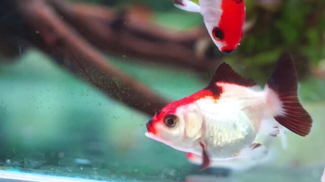 Close Up of Red and White Oranda Goldfish Swimming in Glass Tank