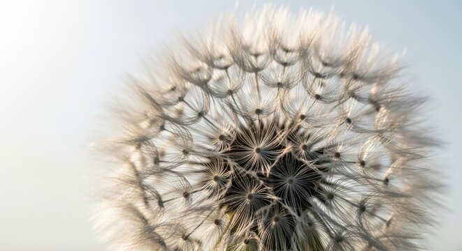 Close-up of a fluffy white dandelion seed head ready for wind dispersion, revealing delicate botanical details