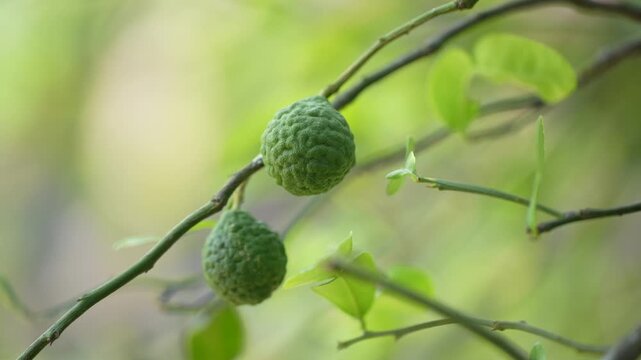 A small green kaffir lime hanging from a branch, surrounded by fresh leaves in natural light.
