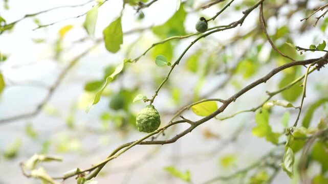 A small green kaffir lime hanging from a branch, surrounded by fresh leaves in natural light.