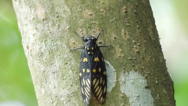 Black Cicada with Yellow Spots Perched on Tree Trunk in Tropical Forest