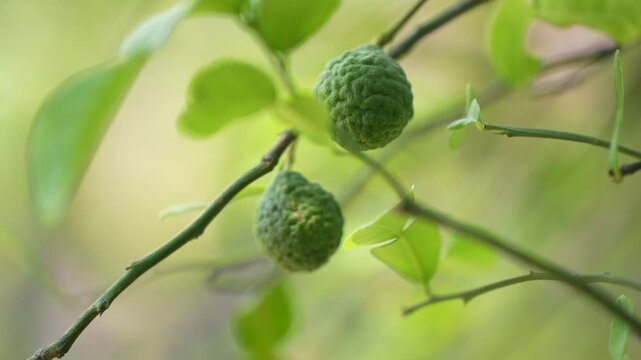 A small green kaffir lime hanging from a branch, surrounded by fresh leaves in natural light.