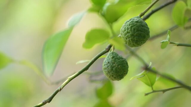 A small green kaffir lime hanging from a branch, surrounded by fresh leaves in natural light.
