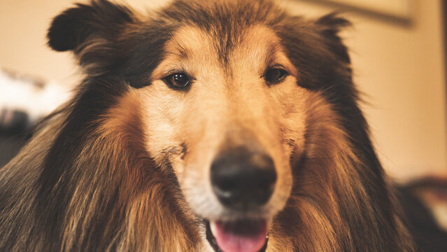 Rough collie lassie dog face close up beautiful long hair