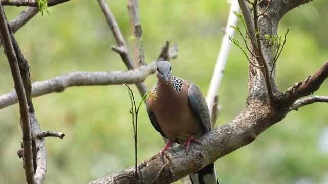 Spotted Dove Perched on Tree Branch in Sunny Forest