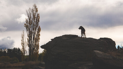 a dog sitting on a big rock cute fun nature adventure animal pet companion © Antonina